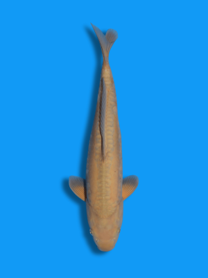 Doitsu Chagoi | Koi&Co.